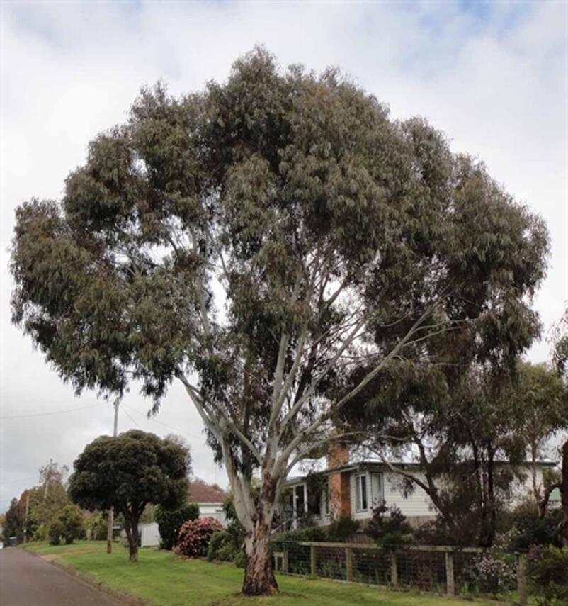 Eucalyptus viminalis